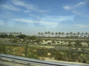 Palm trees on the way to Joppa/Jaffa